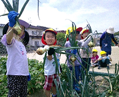 野菜の栽培 野菜の栽培